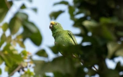 ¡A mirar el cielo! para reportar las loras libres