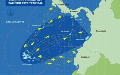 Insisten con protección del Corredor Marino del Pacífico