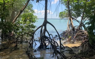 Los bosques de manglares se estarían recuperando, dicen los científicos