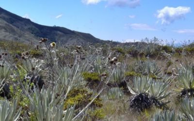 Inteligencia artificial al servicio de la biodiversidad