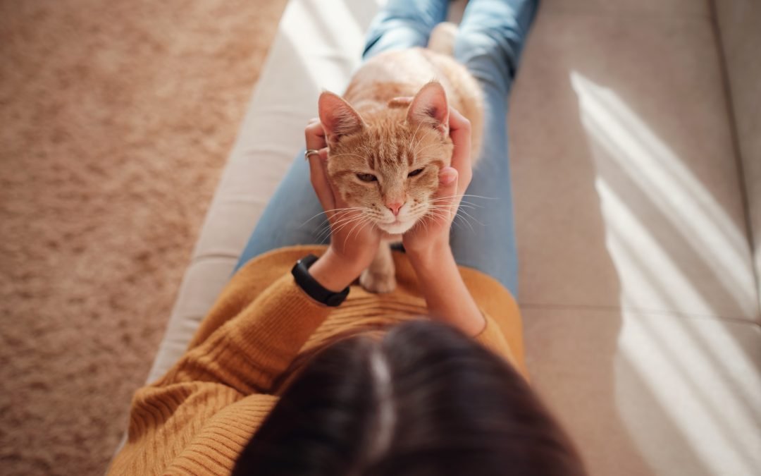 Hogares inteligentes para las mascotas, con tecnología