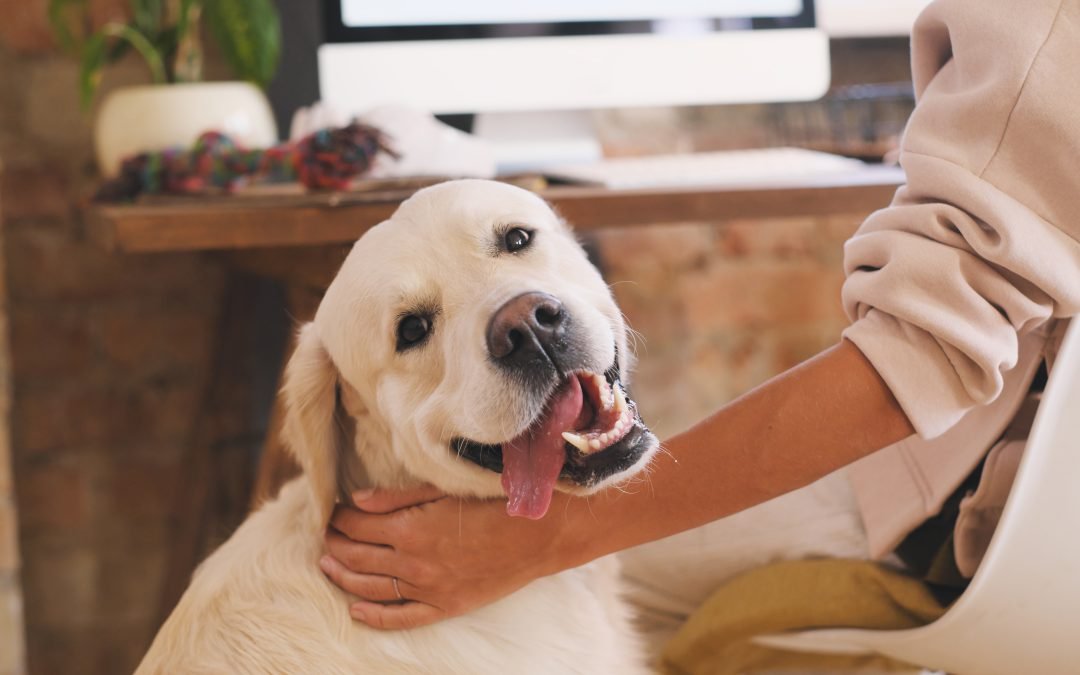 Así es el futuro de vivir con mascotas gracias a las casas inteligentes