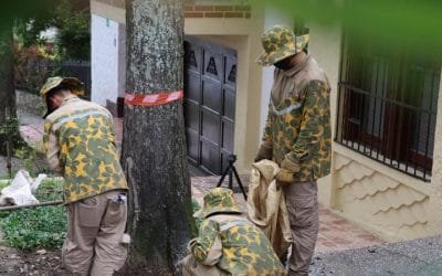 Árboles y palmas patrimonio de Medellín reciben tratamiento especial para su conservación