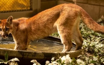 Trasladan a Putumayo puma rescatada en Antioquia