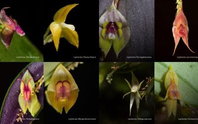 Halaron 8 nuevas especies de orquídeas en Parque Nacional Natural Farallones de Cali