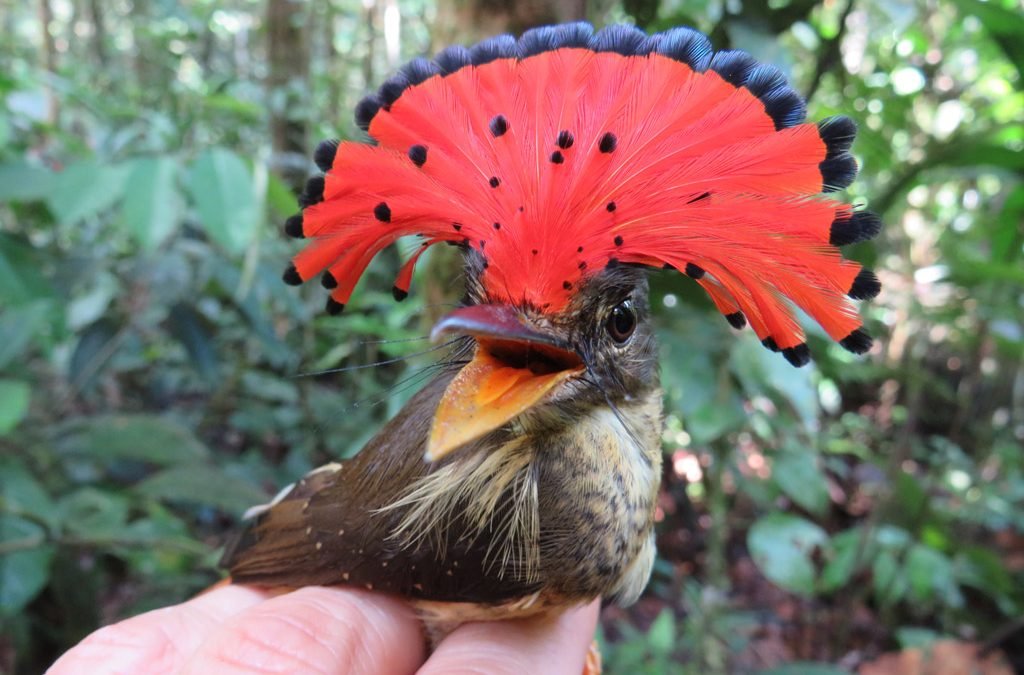 Conozca algunas de las especies que pintan de colores la Amazonía colombiana