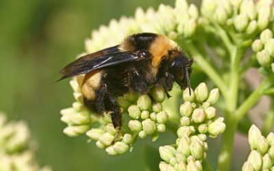 Polinizadores, protagonistas en Navidad del Jardín Botánico