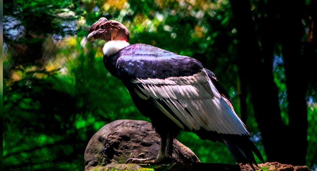 La pareja de cóndores en peligro de extinción que simboliza la lucha por la conservación en los Andes colombianos