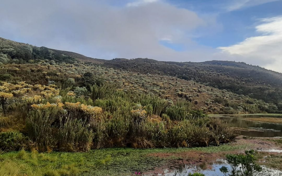 Destinan 13 millones de dólares para la conservación de los páramos