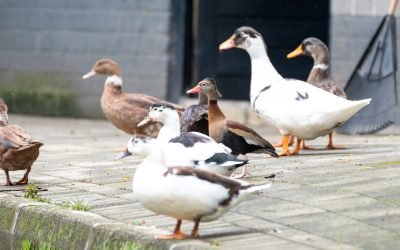 El Parque Norte se convirtió en hábitat de Emilio, pisingo que convive con patos