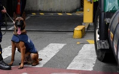 Así viven los perros que trabajan en la Alcaldía de Medellín