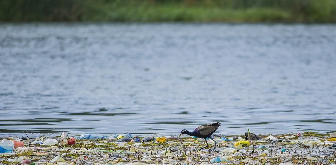 Alerta por microplástico en mares de Colombia