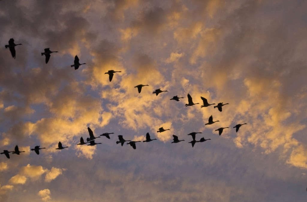 Las aves podrían indicar el estado salud del entorno