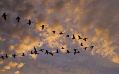 Las aves podrían indicar el estado salud del entorno