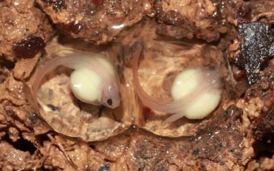 Las ranas invisibles de la Amazonía: especies nuevas para la ciencia