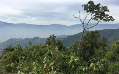 Aliados estratégicos por el desarrollo rural con enfoque territorial en Colombia