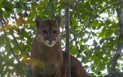 Alertan de la presencia de un puma en La Unión y piden que no lo ataquen