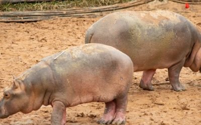 Reubican pareja de hipopótamos para manejo de especie invasora