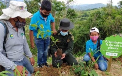 Con 210.300 árboles, Corantioquia superó meta de siembra