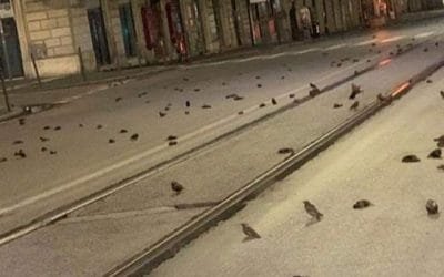 Buscan explicación sobre muerte de aves en calles de Roma