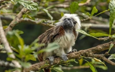 Colombia cuenta con un nuevo listado de especies silvestres amenazadas