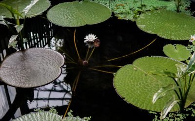 Tropicario Distrital: un viaje por la Amazonía colombiana