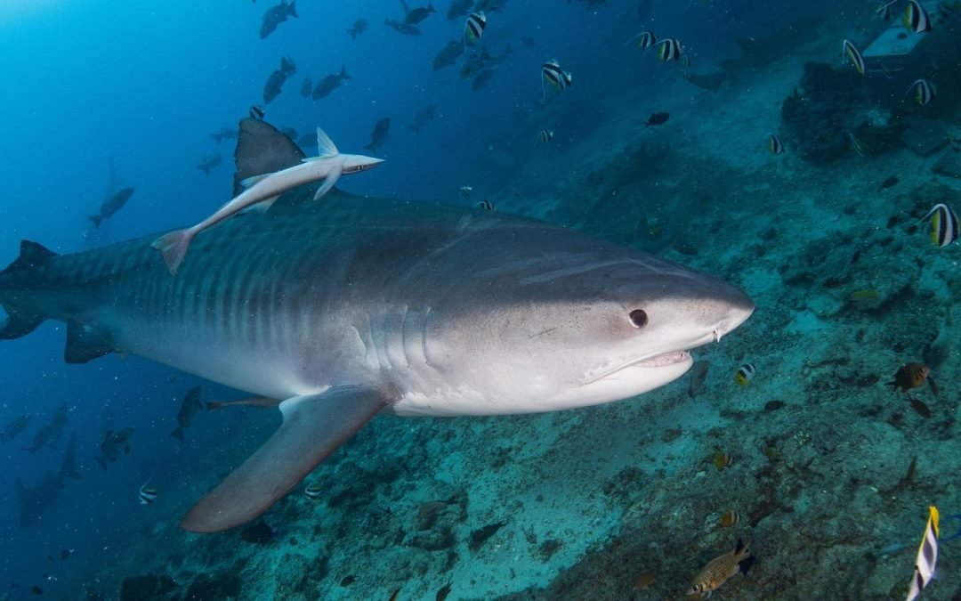 La extinción de los tiburones dejaría «un mundo dañado”, según expertos