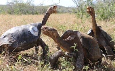 Tortuga que salvó su especie está de nuevo en casa