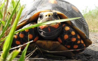 Identificadas 822 especies de fauna y flora en el Distrito Nacional de Manejo Integrado Cinaruco