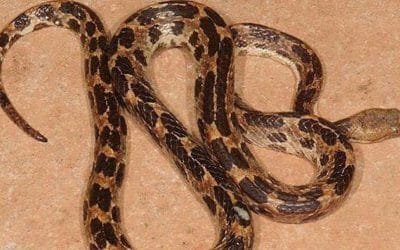 Nueva especie de serpiente en Cuba