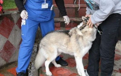 Más de 210.000 mascotas serán vacunadas en Medellín