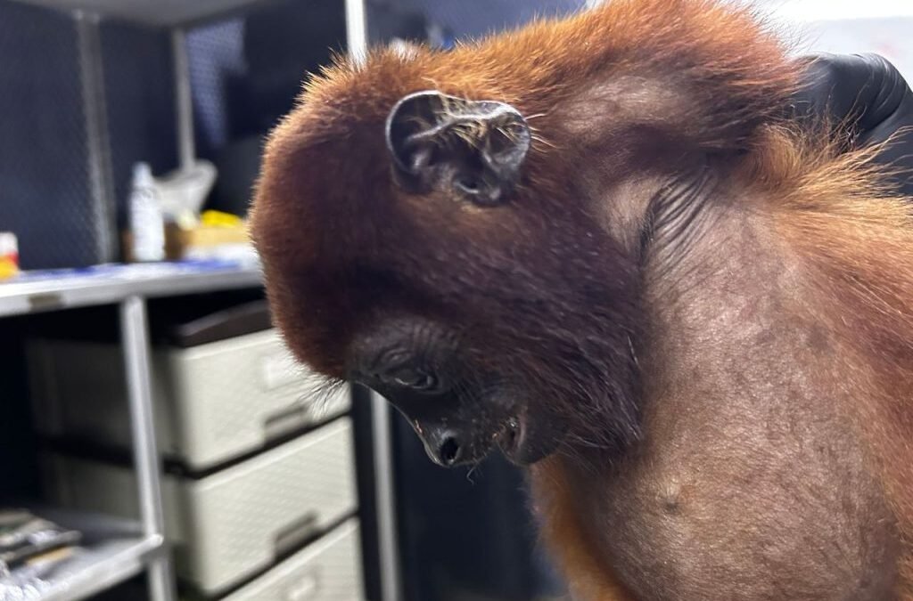 Muere mono aullador que había sido rescatado por Corantioquia