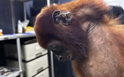 Muere mono aullador que había sido rescatado por Corantioquia