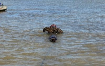 Rescatan a un jaguar en aguas del Urabá