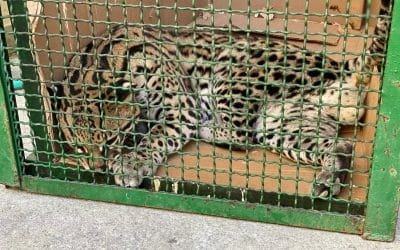 pequeño tigrillo regresó a su hábitat