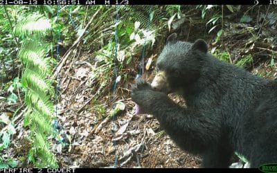 Cámaras-trampa, efectivas en monitoreo de ecosistemas