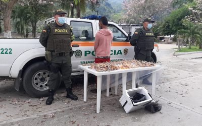 Aberrante decomiso de tortugas hicoteas desmembradas halló la Policía