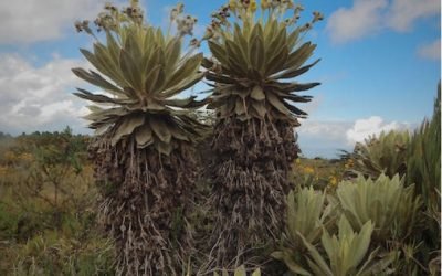 Hallan en Colombia nueva especie de frailejón