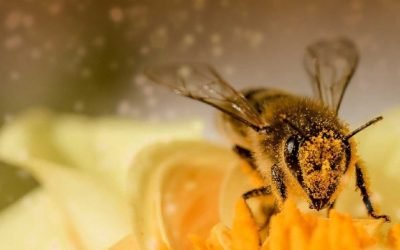 Investigan muerte masiva de abejas en Quindío