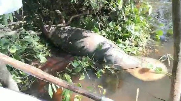 Investigan muertes de tres manatíes en ciénaga de Santander