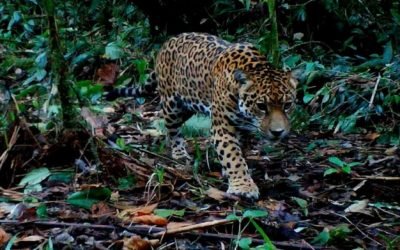 Por primera vez cámaras trampa registran un jaguar en el Huila