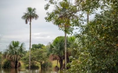 ONU reconoce iniciativa de ecorreservas