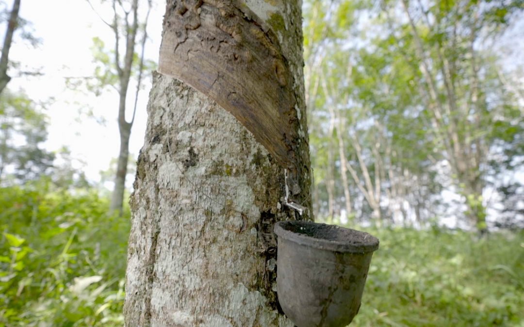 Pegante cero deforestación busca aliados comerciales