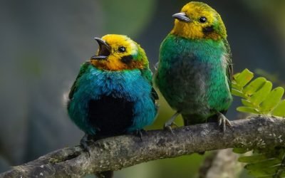 Colombia ocupa el primer lugar en avistamiento de aves en el mundo