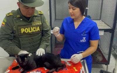 Capturan a un hombre que maltrató y lesionó a un gato