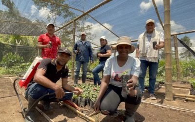 Gracias al balso, conservar el bosque sí paga