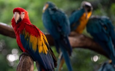 Hacen vehemente llamado a la protección de fauna silvestre