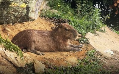Autoridad ambiental, a responder por muerte de chigüiro