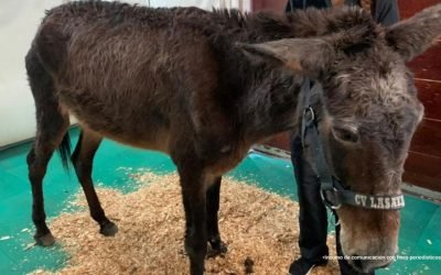 Por maltrato a animales judicializan a dos personas