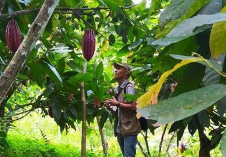 Sistemas agroforestales, alternativa para conservar la fauna y flora del Catatumbo